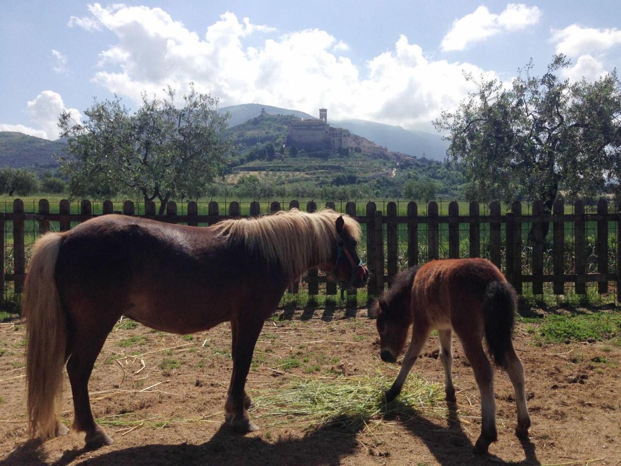 Agriturismo Il Girasole Assisi Eksteriør billede